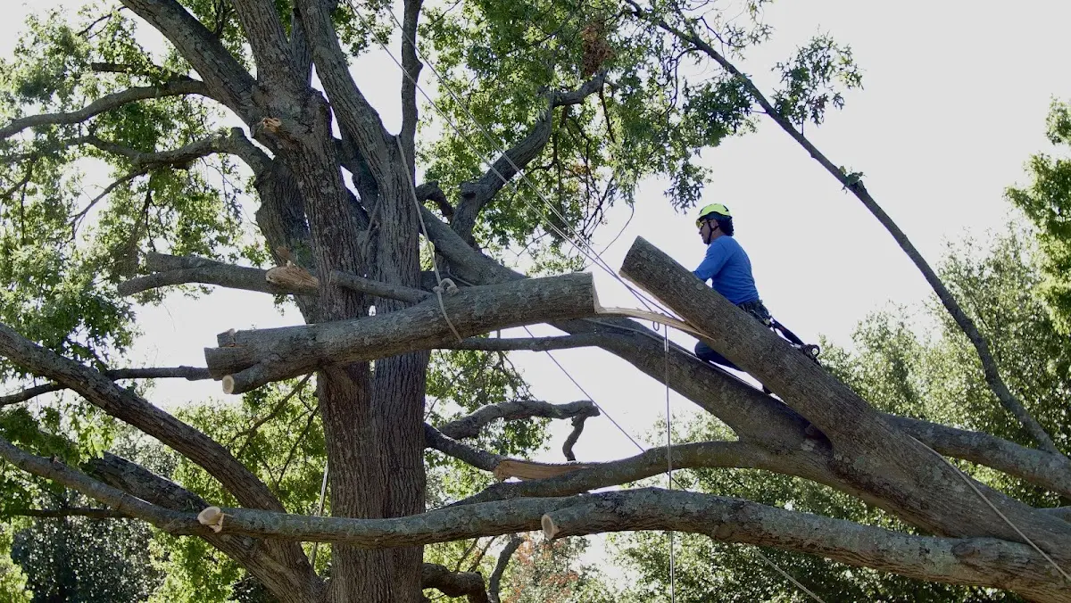 Professional Hazardous Tree Removal performed by certified arborists in Red Oak